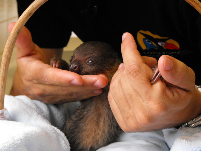 Una cria de perezo en manos humanas