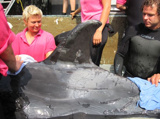 La orca Morgan siendo rescatada