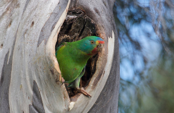 swift parrot at nest entrance_Dejan Stojanovic_blog