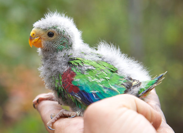 swift parrot juvenile_Dejan Stojanovic_blog