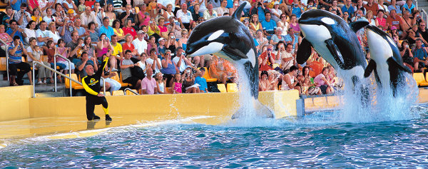 orcas_blog