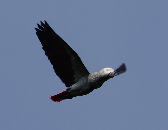 Grey+Parrot+1_Stuart Marsden_BLOG