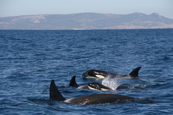 orcas_estrecho_blog