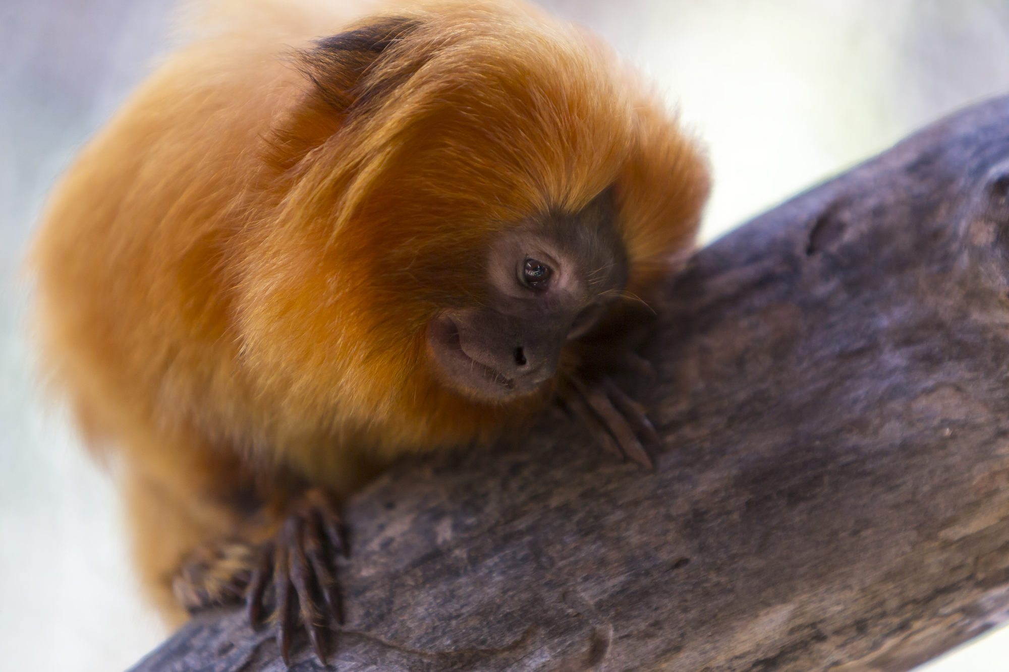 The Golden Lion Tamarin Is Endangered