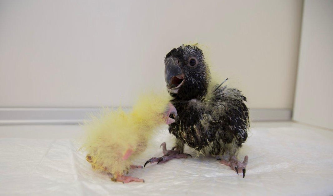 cacatua_funebre_crias