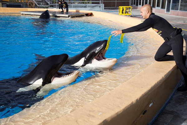 orcas_bienestar_blog