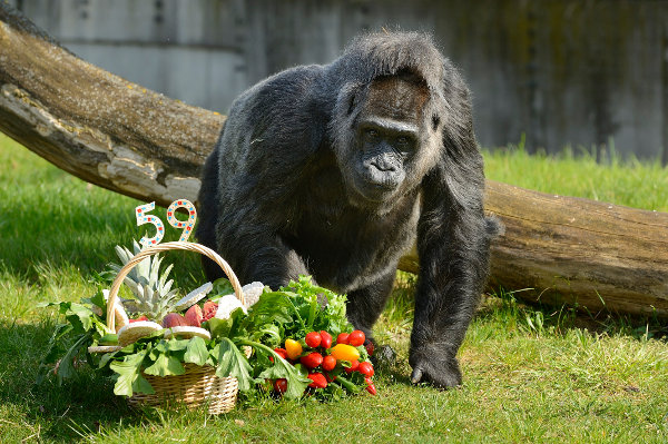 gorilla_aeltester_berlin_zoo_blog