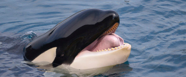 n-orca-large570