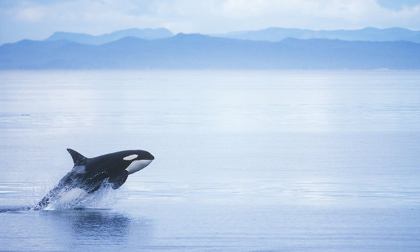 orca_british_columbia_blog