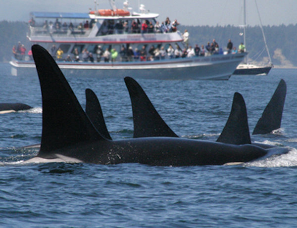 Tourist disrupting the natural habitat of Killer Whales – image via NOAA