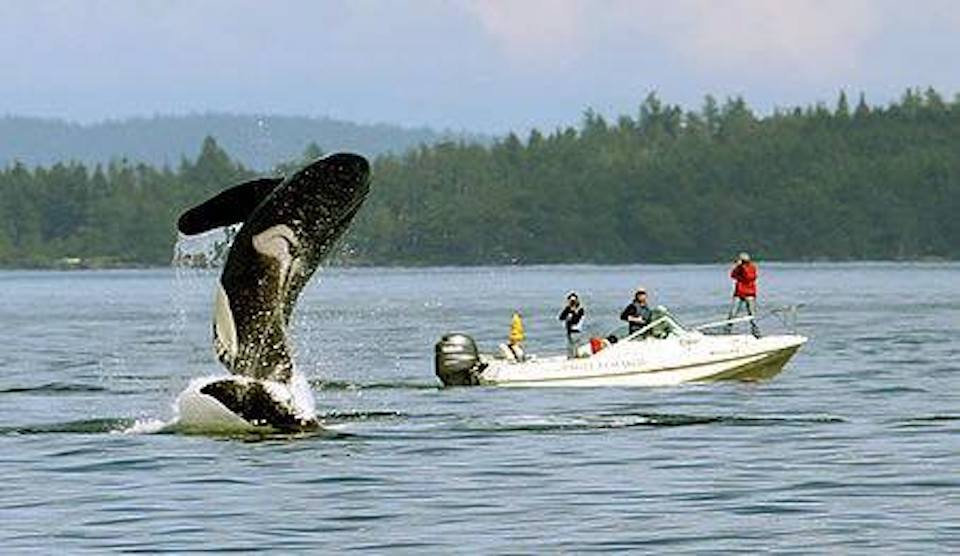 Tourists disrupting natural killer whale behaviors in the wild. – Image via WhaleResearch.com