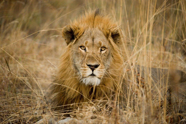 La caza furtiva y la destrucción del hábitat condenan a los leones africanos  a una disminución drástica • Loro Parque