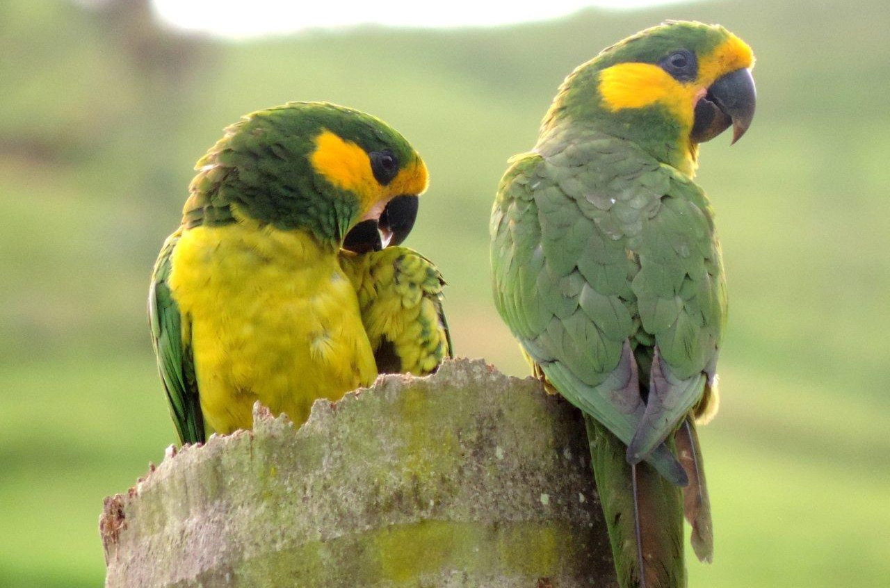 Loro Parque Fundación contribuye a la exitosa recuperación del Loro Orejiamarillo en Colombia