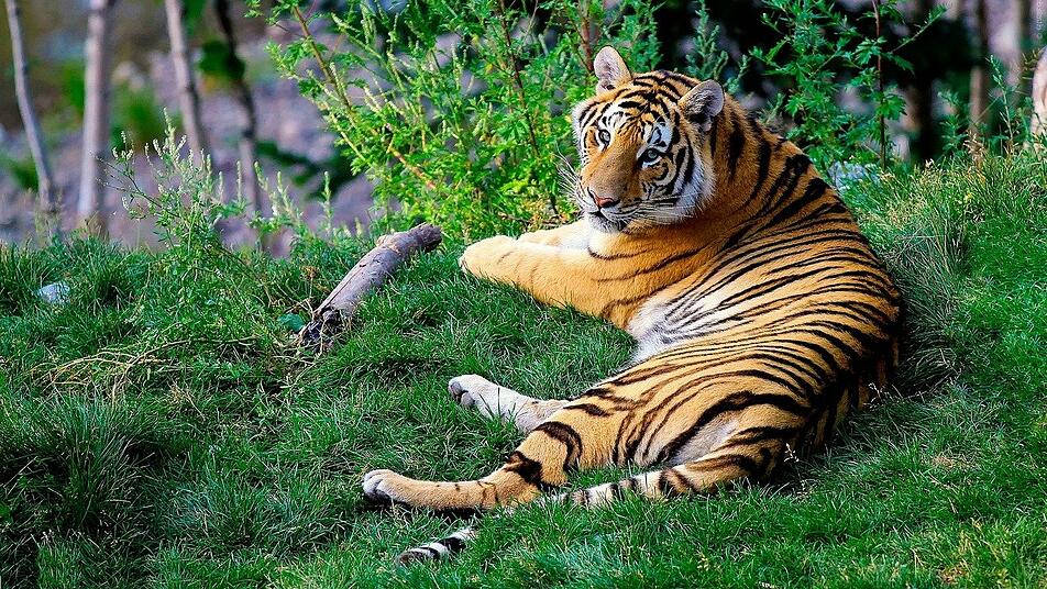 Why zoos are so important and why we cannot do without them • Loro Parque Why zoos are so important and why we cannot do without them • Loro Parque