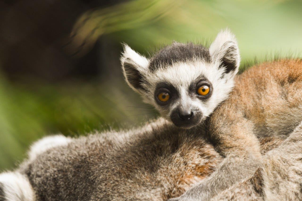 An Angry Ring Tailed Lemur With Its Mouth Wide Open Background, A  Freewheeling Ringtailed Lemur Sticking Its Long Tongue Out, Hd Photography  Photo, Head Background Image And Wallpaper for Free Download