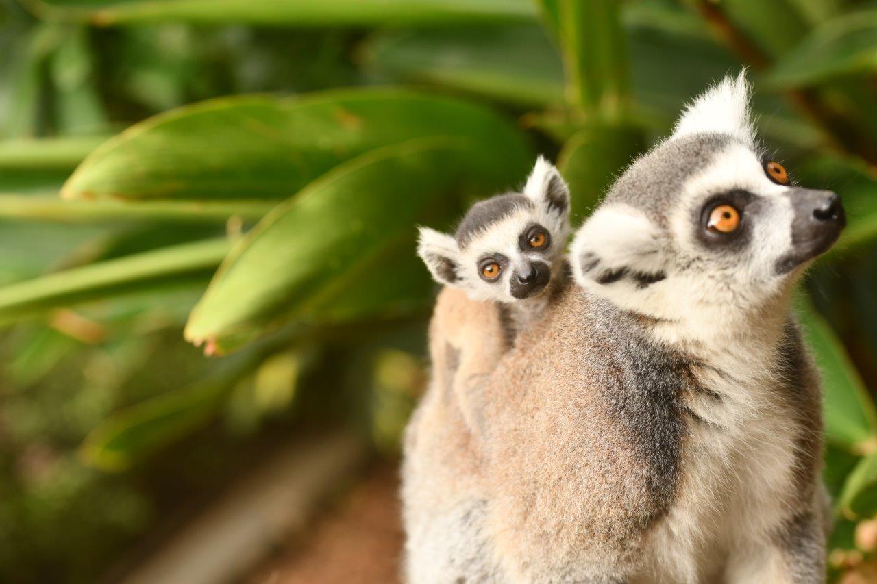 Loro Parque welcomes a new ring-tailed lemur baby • Loro Parque