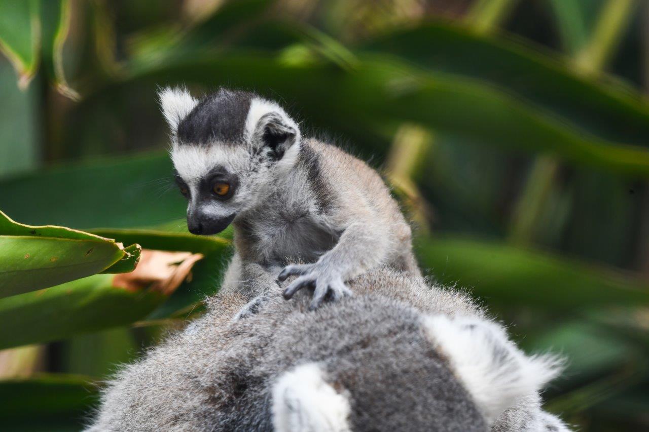 Amazon.com: 3dRose ct_207009_3 Baby Ring-Tailed Lemur, Anja Private  Community Reserve, Madagascar Ceramic Tile, 8