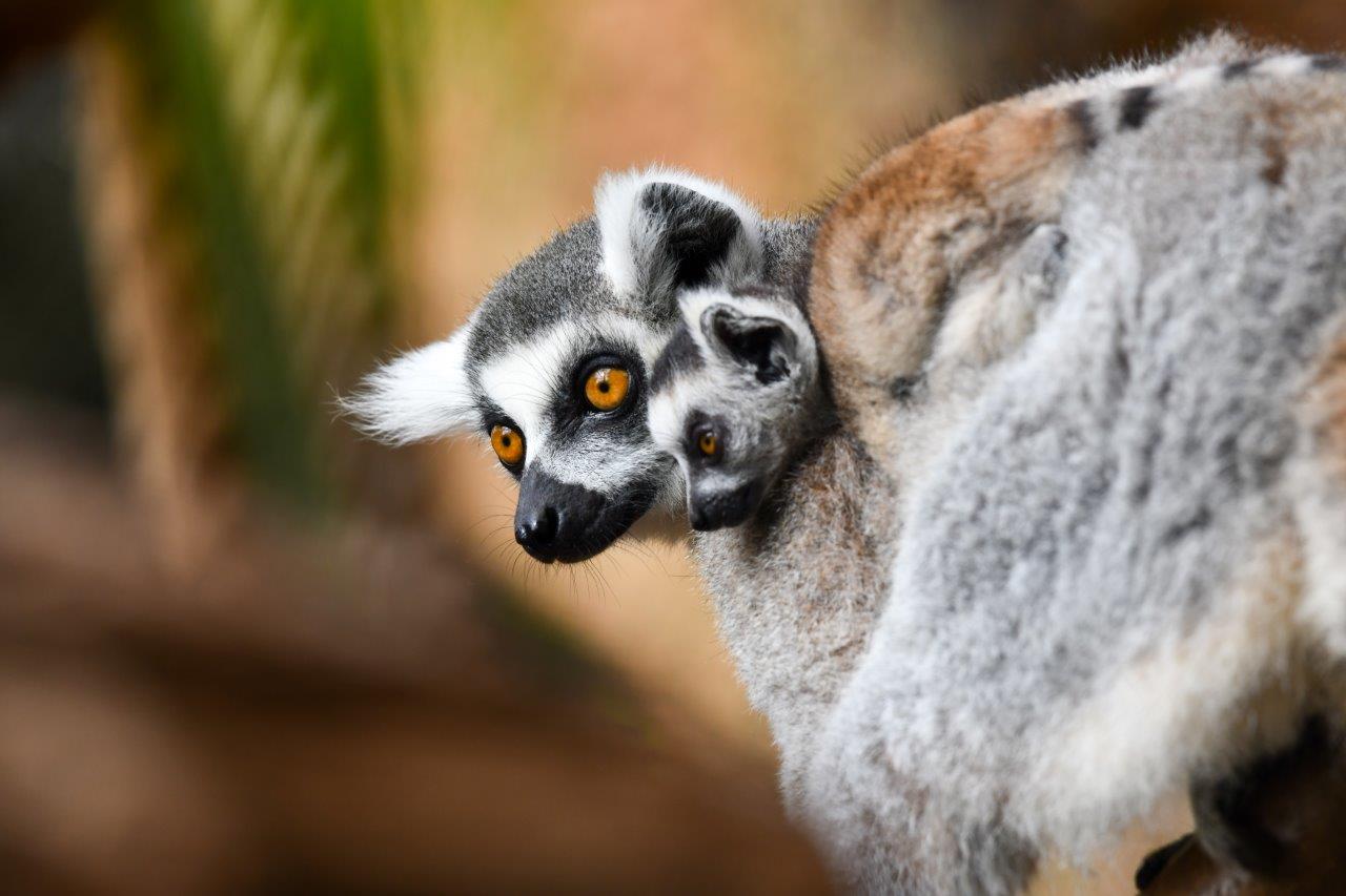 Ring tailed lemur