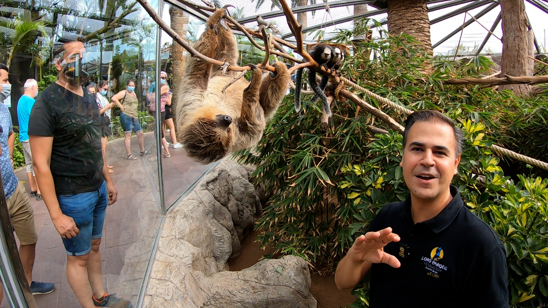 Loro Parque commemorates the International Sloth Day with a spectacular video from the facilities of these slow yet fascinating animals • Loro Parque Loro Parque commemorates the International Sloth Day with a spectacular video from the facilities of these slow yet fascinating animals • Loro Parque