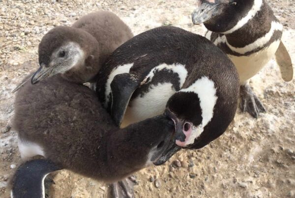 pingüinos de Magallanes