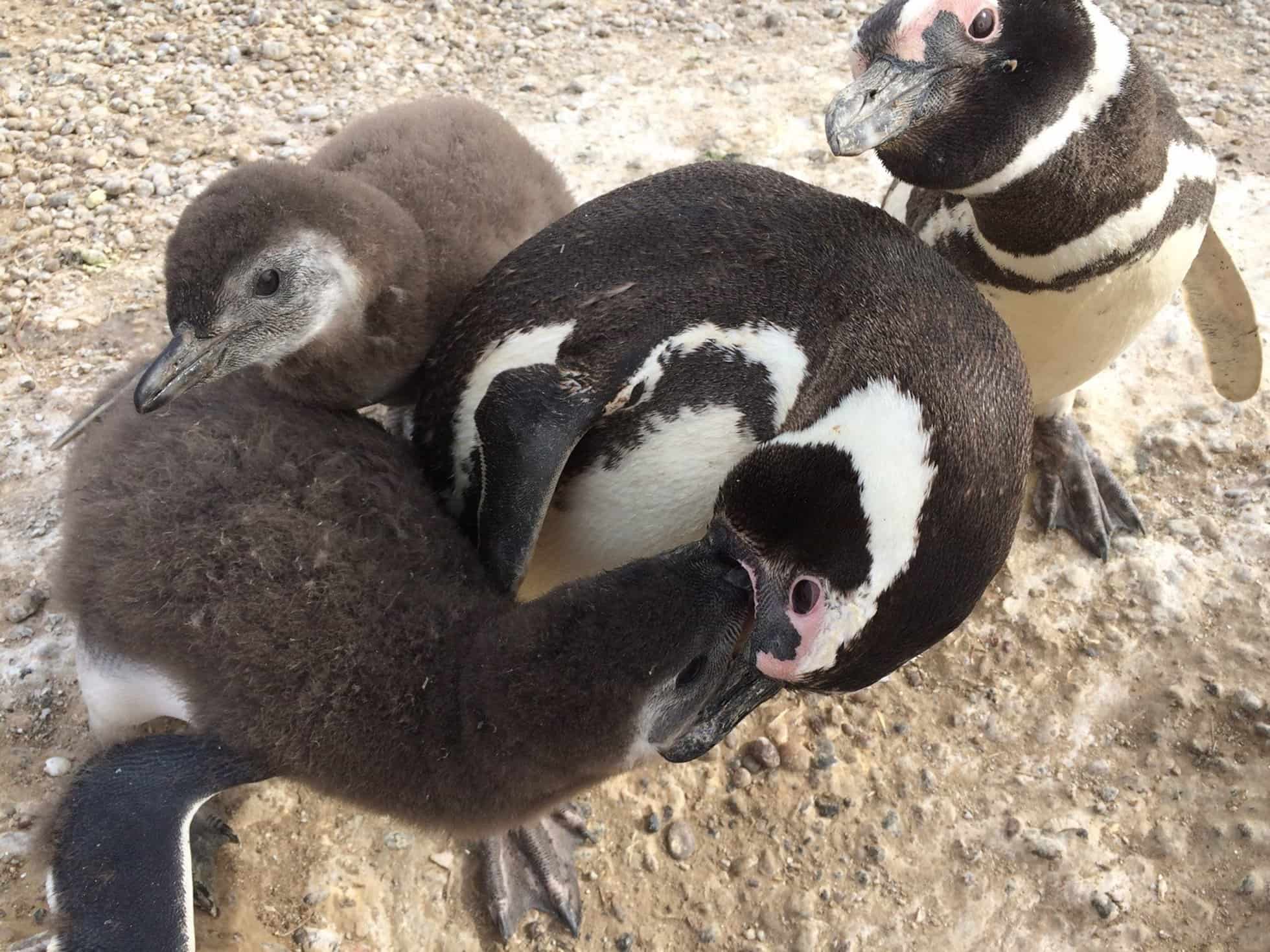 pingüinos de Magallanes