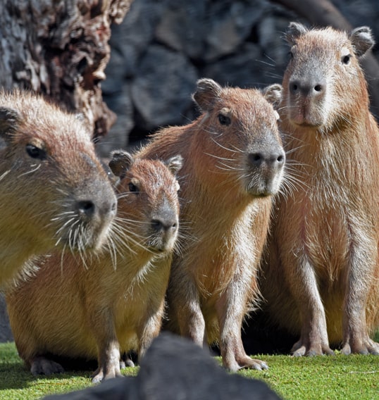 cuatro capibaras