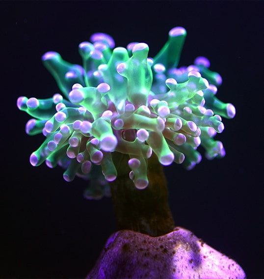 ejemplar de coral