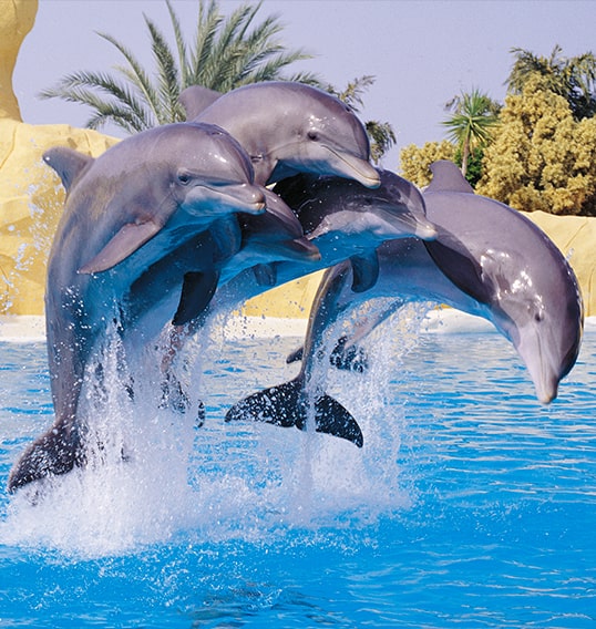 delfines saltando en loro parque