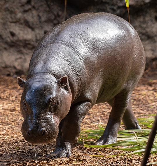 ejemplar hipopotamo en loro parque