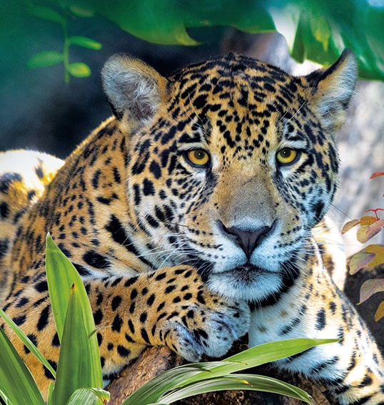 jaguar loro parque