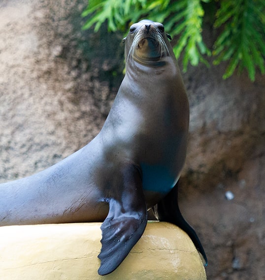 leon marino loro parque