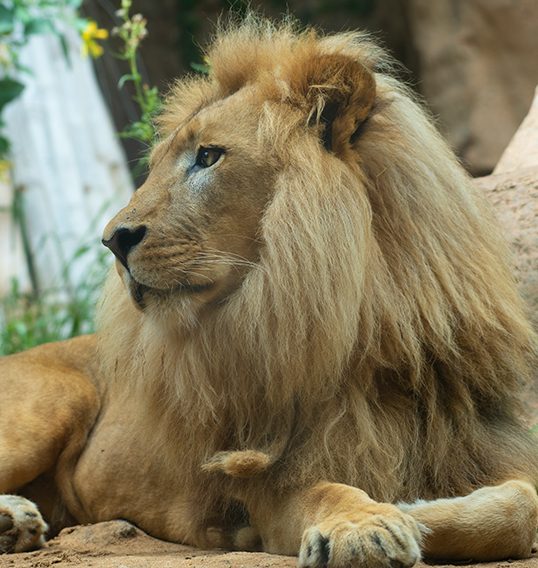 Leon adulto loro parque