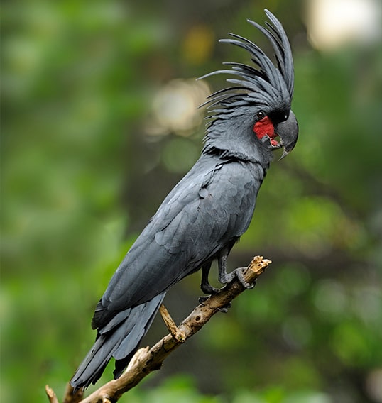 ejemplar loro