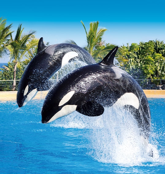 dos orcas saltando en loro parque