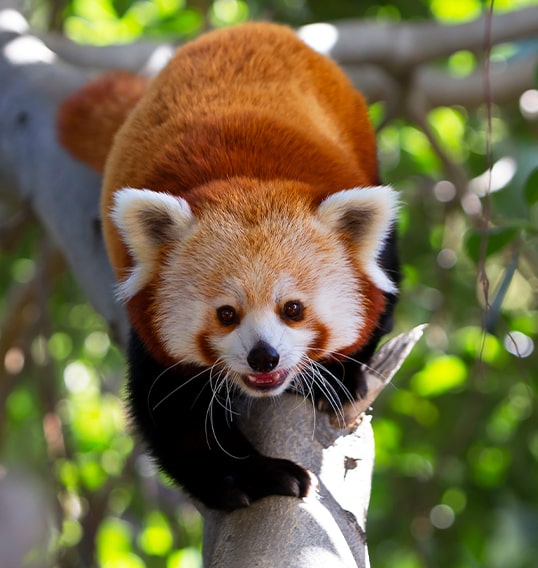 panda rojo loro parque
