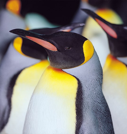 pinguino adulto en loro parque