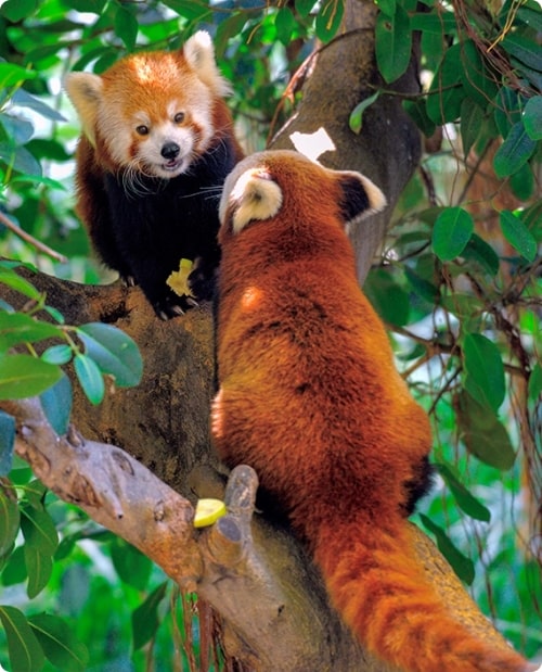 dos pandas rojos