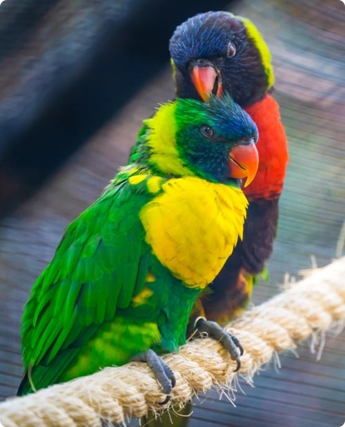 juguete Normal libro de texto Conoce los animales que cuidamos en Loro Parque