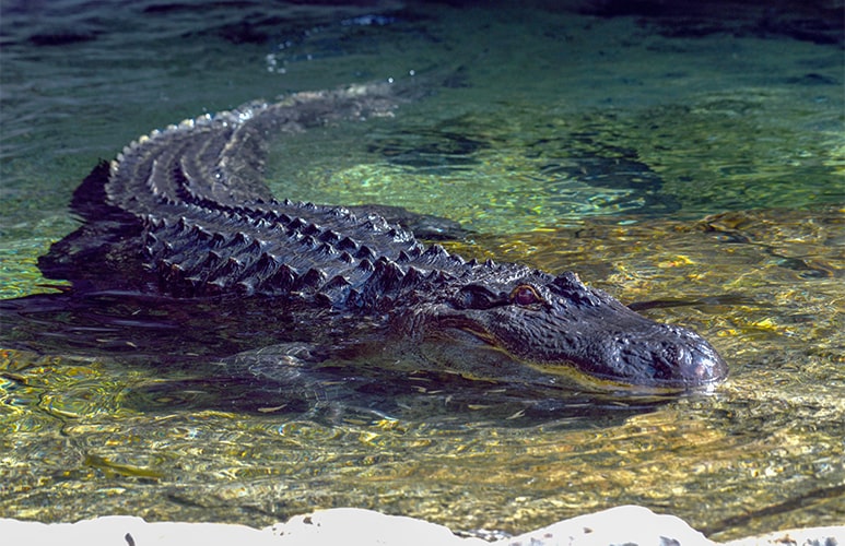 Aligator Loro parque
