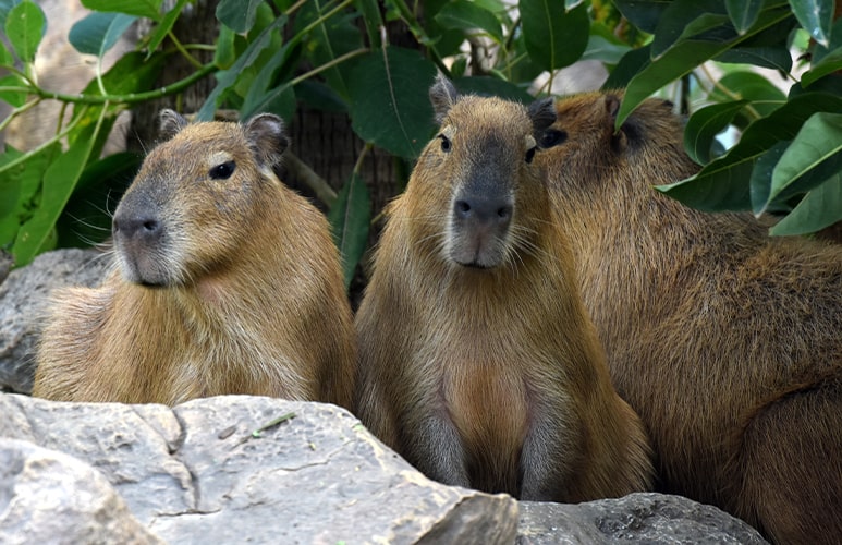 tres capibaras