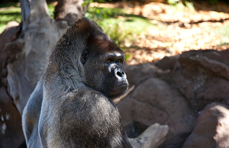 gorila macho adulto en loro parque