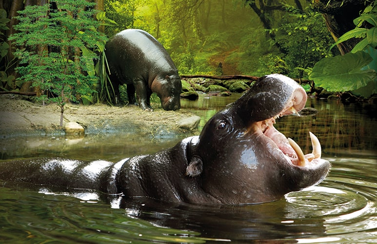 ejemplar hipopotamos en loro parque