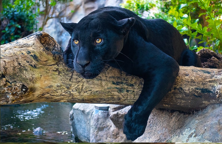 jaguar loro parque