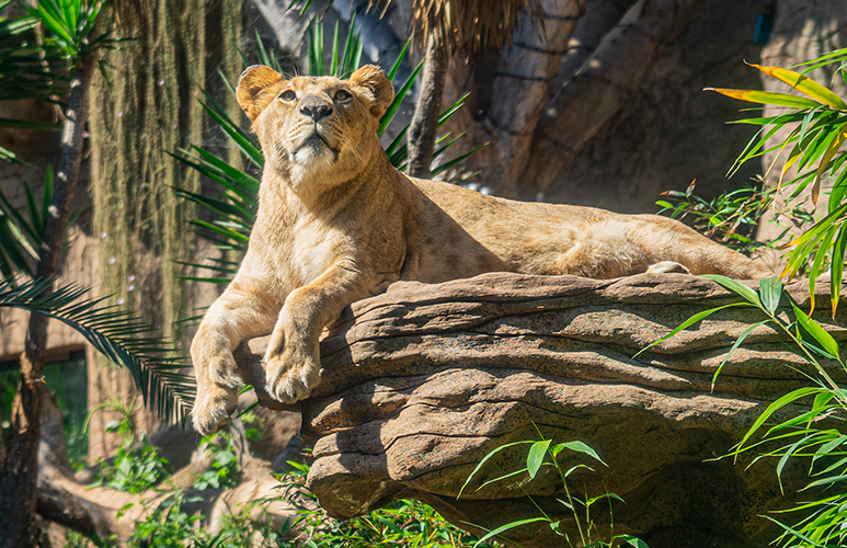 leona loro parque