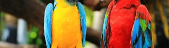 Organiza tu visita a Loro Parque con horarios, entradas y experiencias exclusivas