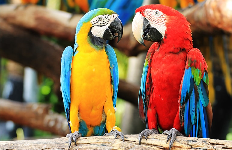 Dos loros loro parque