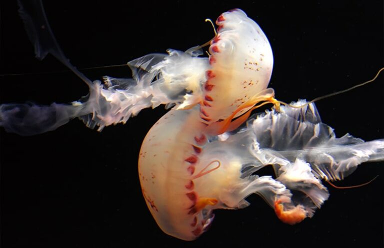 Foto de Parque de las Medusas en Tabuenca, Zaragoza