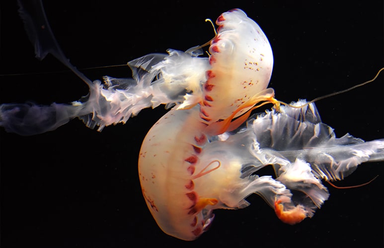 dos ejemplares de medusas