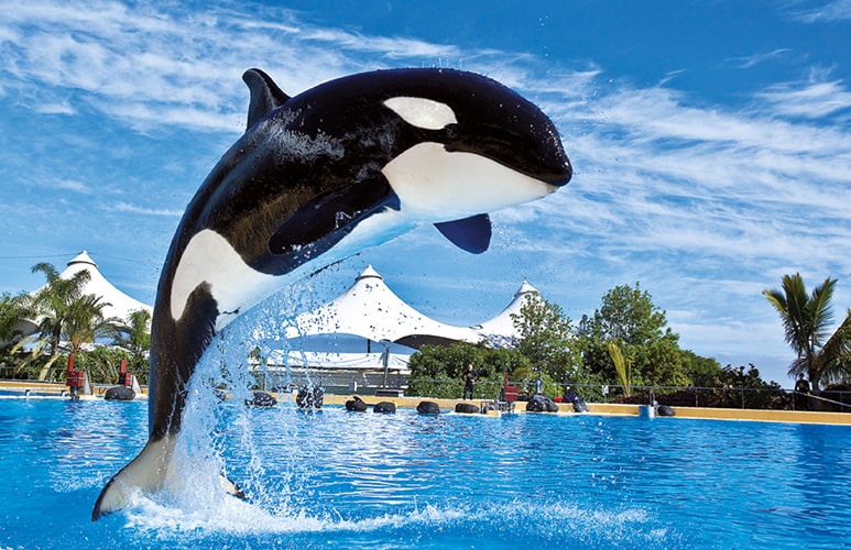 orca saltando en loro parque