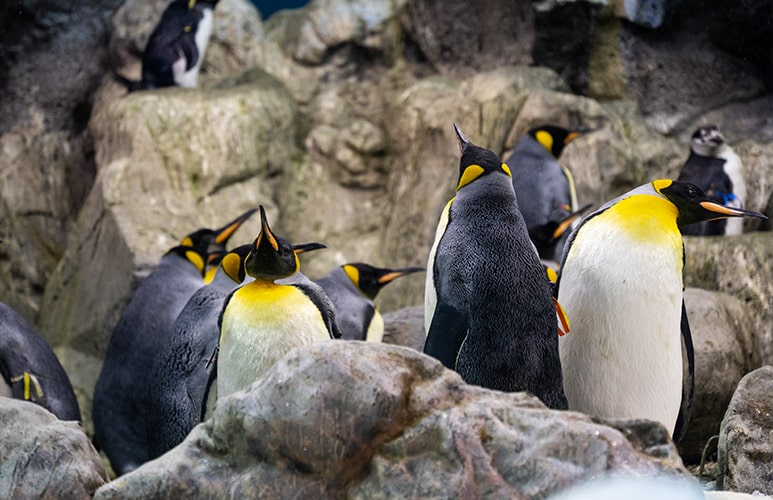 grupo de pinguinos loro parque